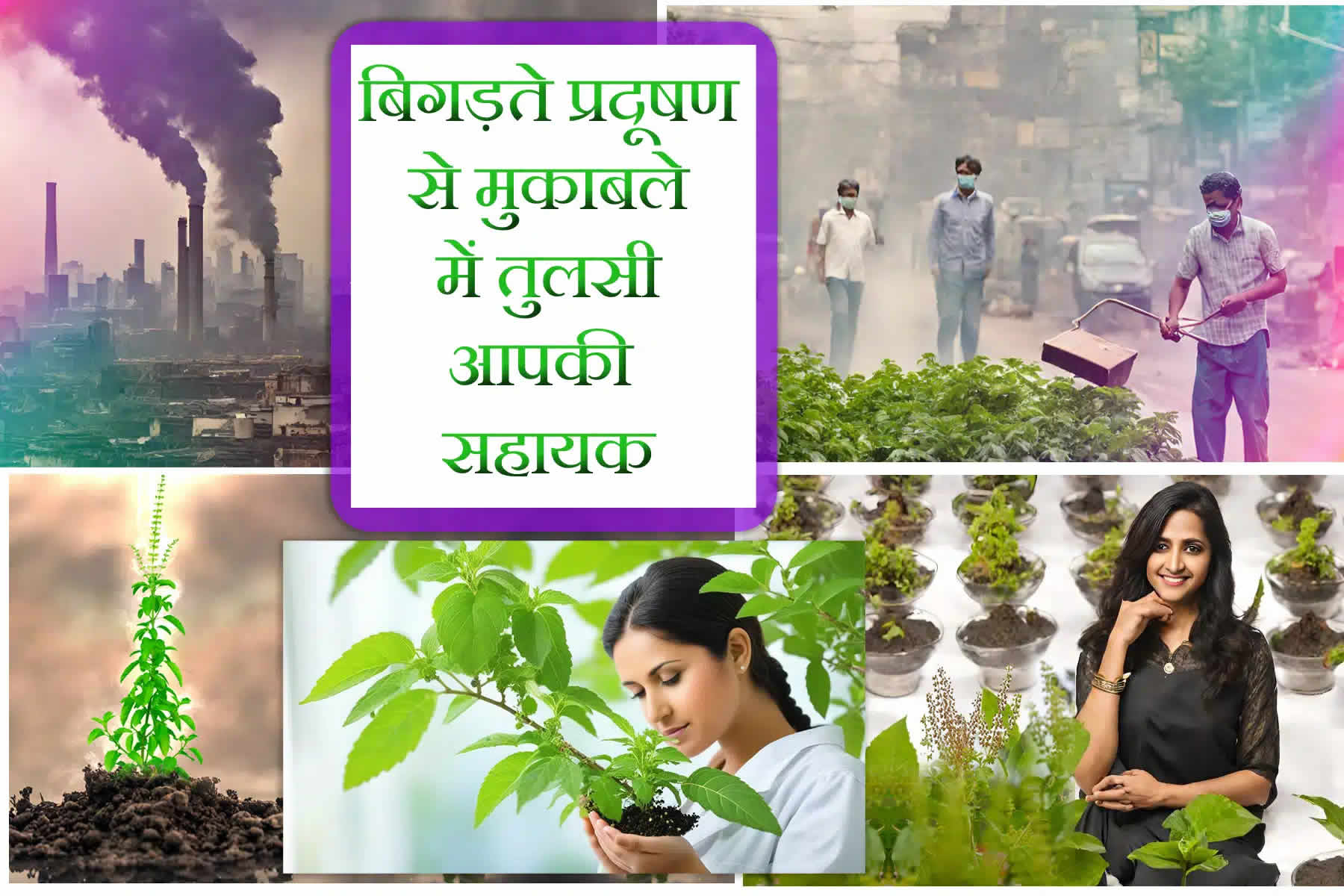 The Benefits of Tulsi Plantation in Reducing Environmental Pollution