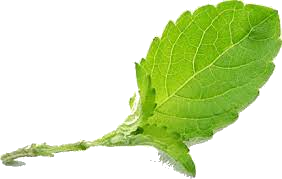 Tulsi Leaf