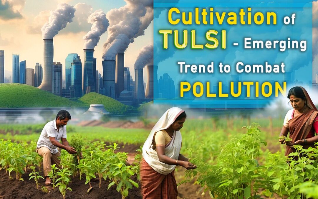 Cultivation of TULSI – Emerging Trend to Combat POLLUTION